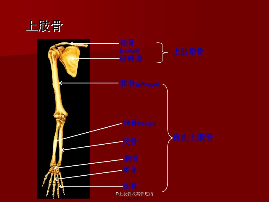 D上肢骨及其骨连结课件_第2页