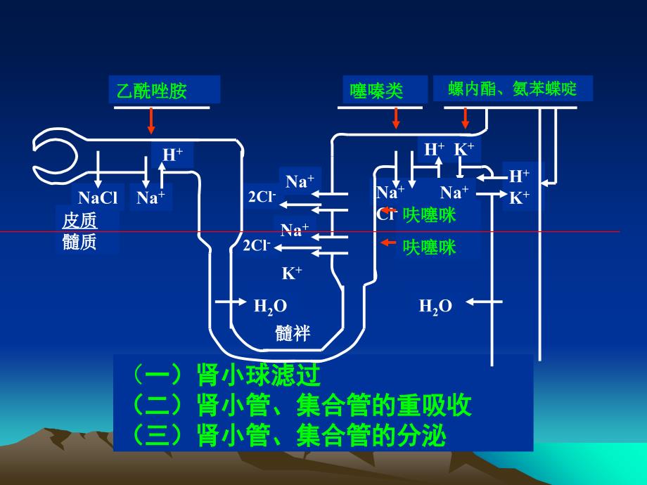 药理学课件第二十章利尿药和脱水药_第4页