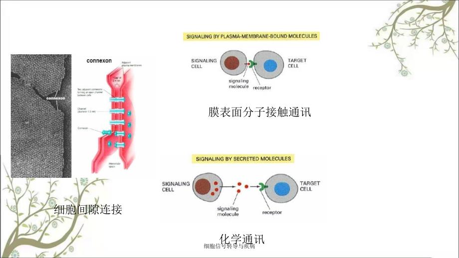 细胞信转导与疾病_第3页