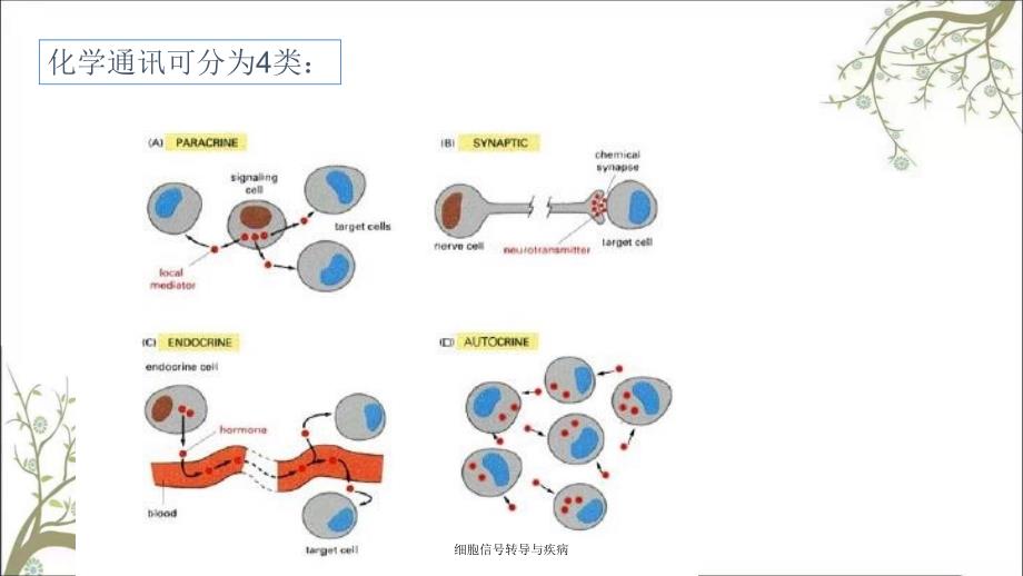 细胞信转导与疾病_第4页