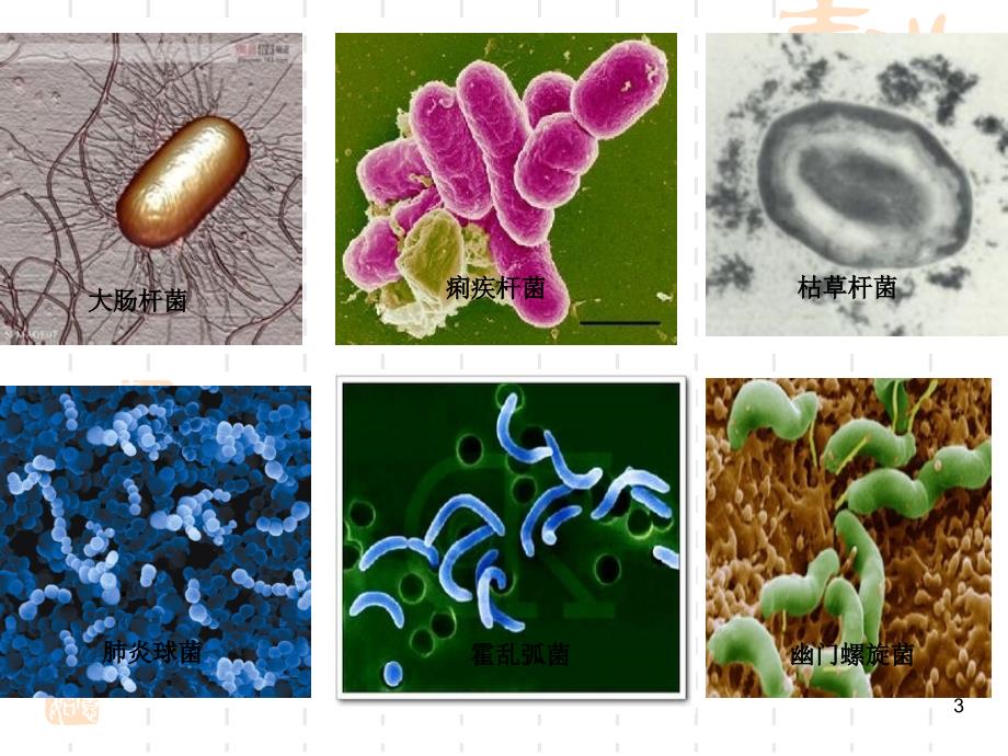 细菌 ppt课件_第3页