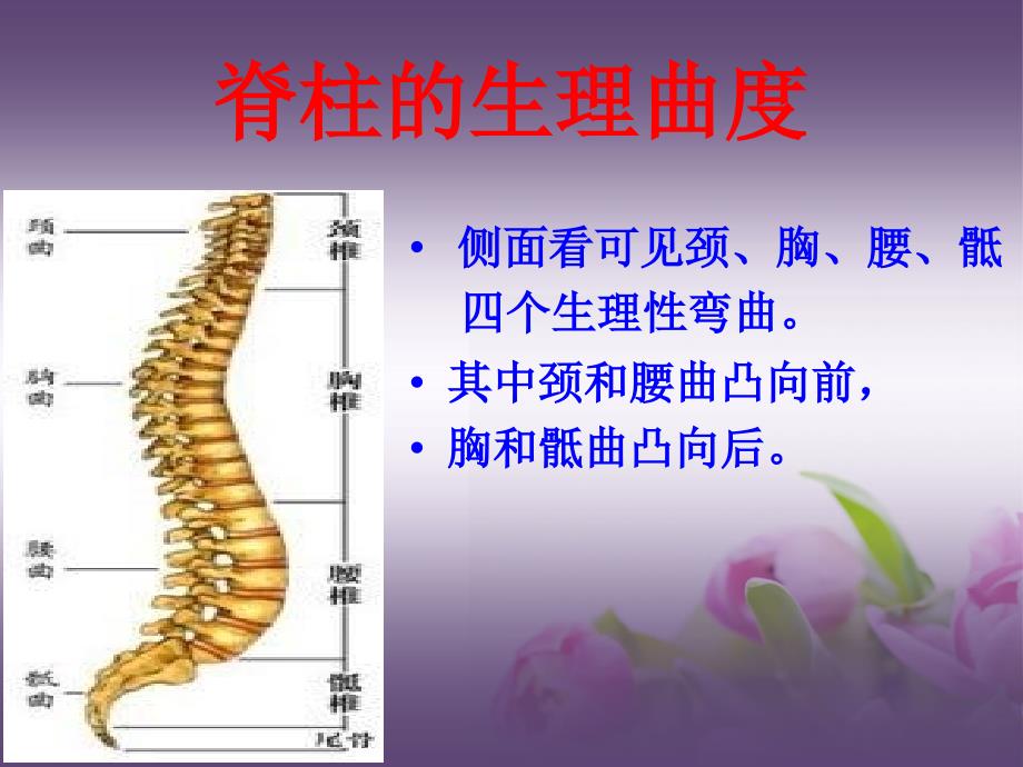 脊柱基础解剖学_第4页