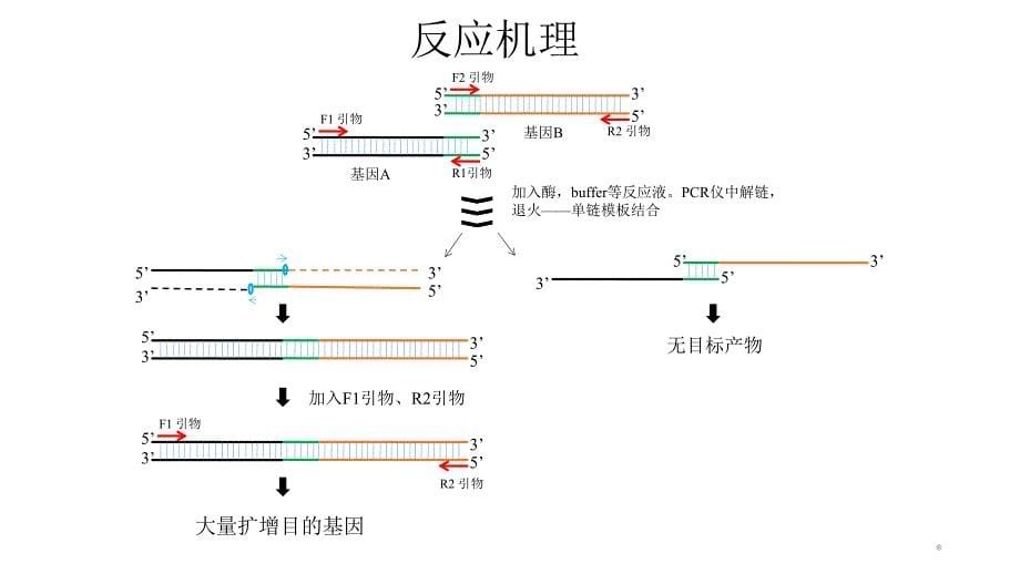 重叠延伸PCR技术_第5页