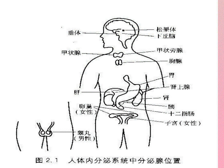 内分泌学基础_第4页