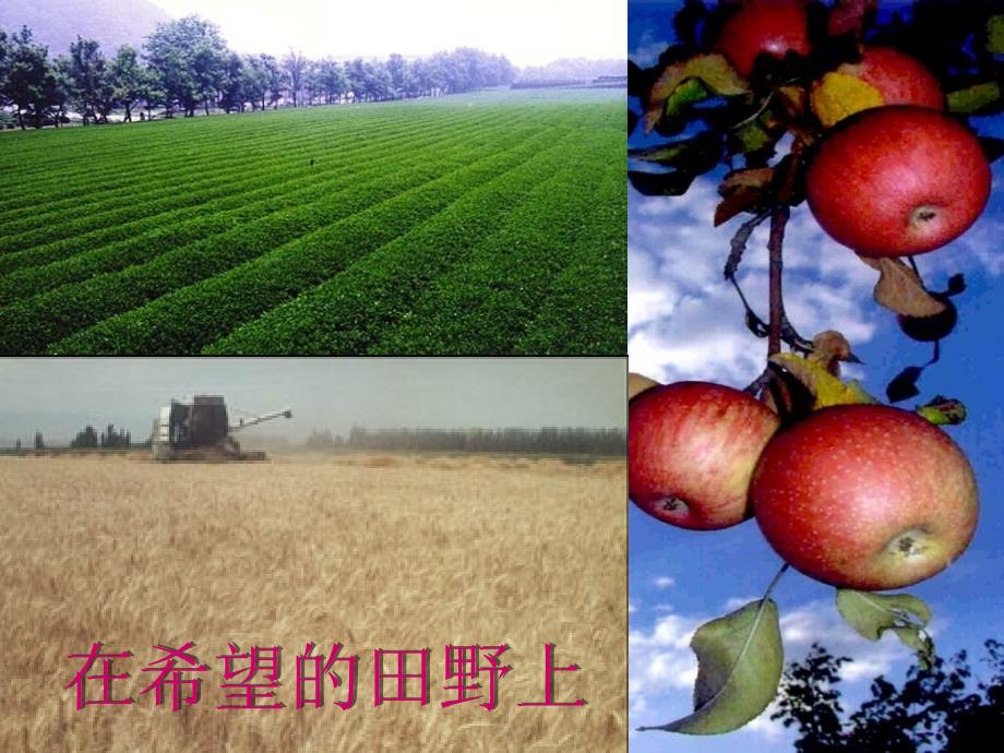 课题2化学肥料_第1页
