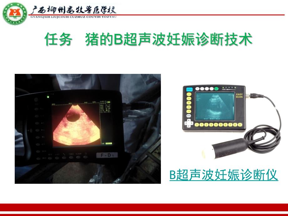 妊娠母猪测ppt课件_第1页