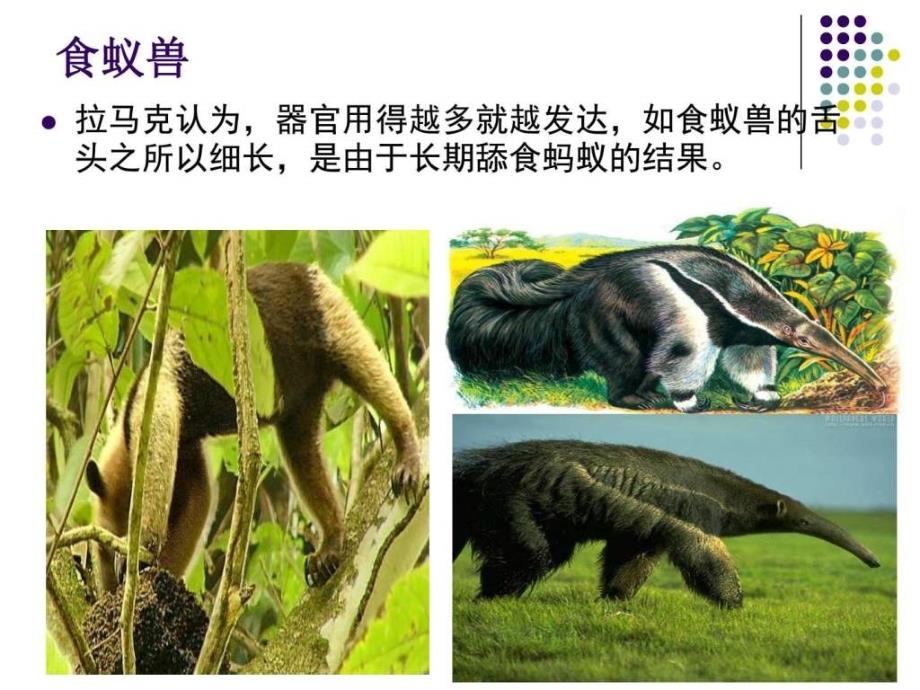 71现代生物进化理论的由来课件图文1_第4页