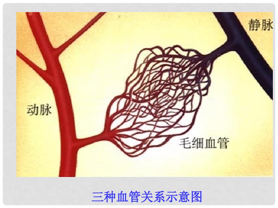 江苏省常州市武进区横山桥初级中学七年级生物下册《10.2 人体的血液循环》课件 苏科版_第4页