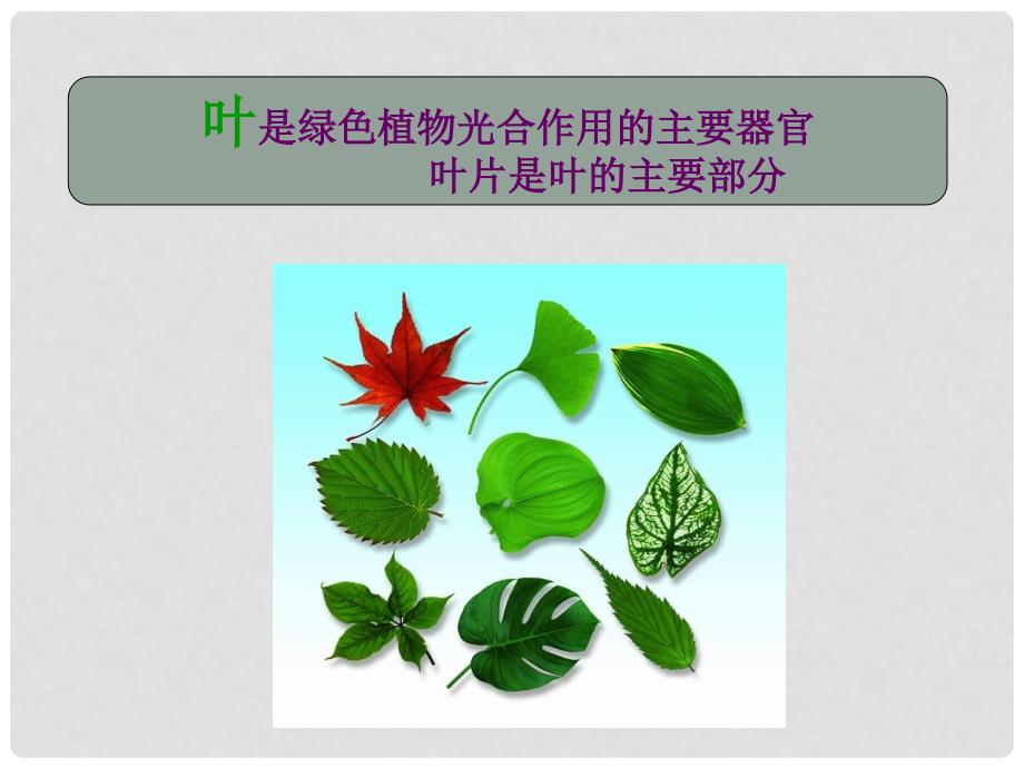 七年级生物上册《植物光合作用的场所》课件 苏教版_第4页