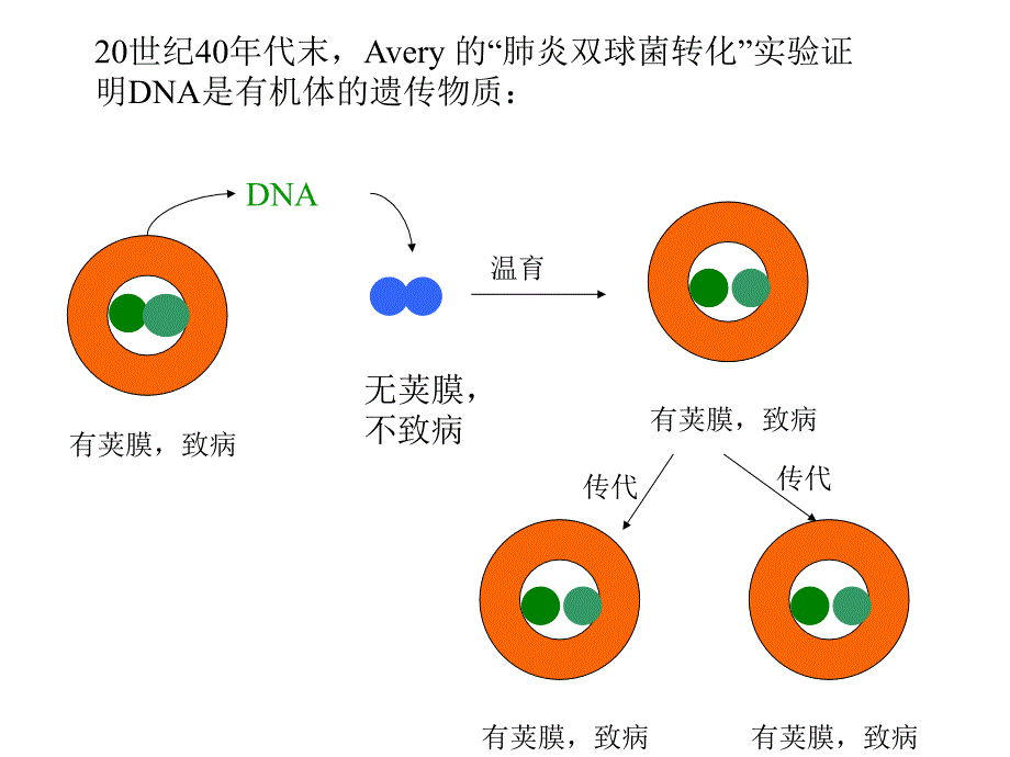 《核酸化学 》PPT课件_第3页