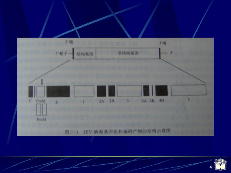 CP28流行性乙型脑炎参考PPT_第4页