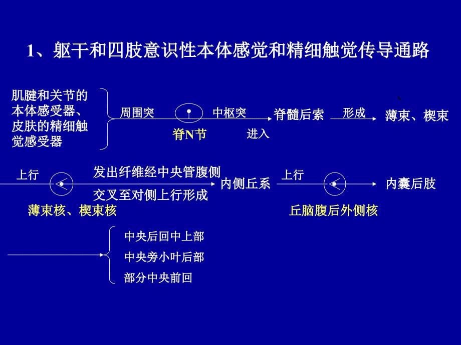 脑和脊髓的传导通路_第5页