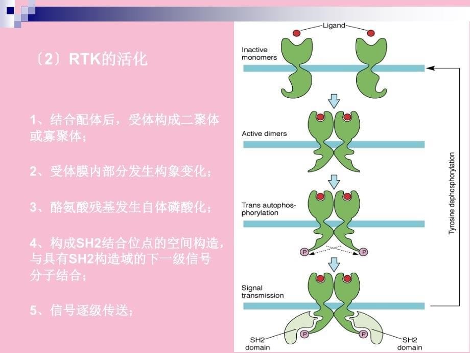 药学分子生物学第5章细胞信号转导基础2ppt课件_第5页