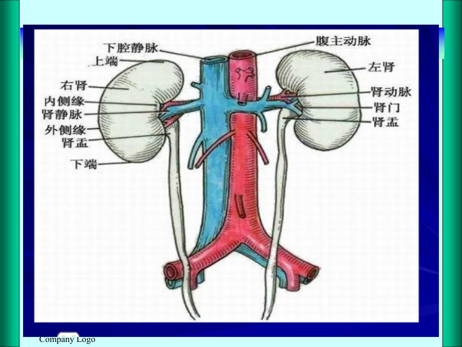 肾切除护理查房_第3页