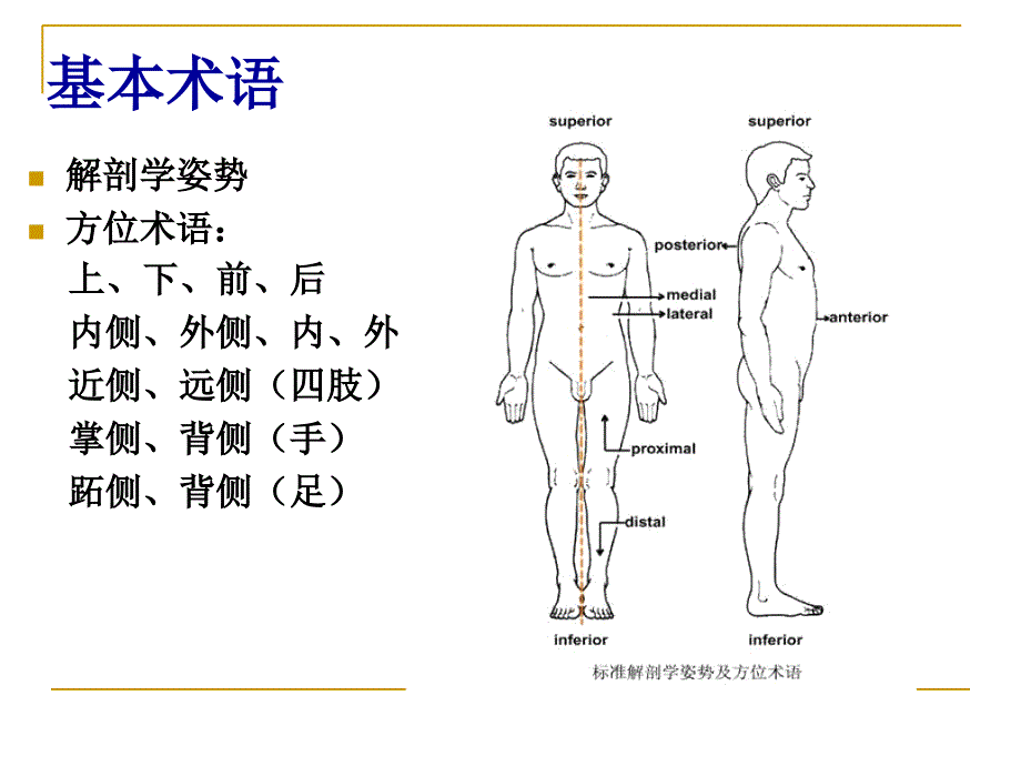 人体解剖与生理PPT课件_第3页