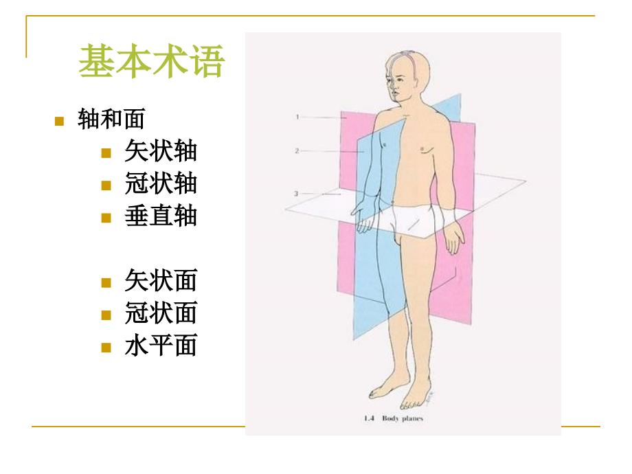 人体解剖与生理PPT课件_第4页