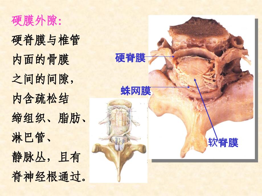 人体解剖学教学课件：脑,脊被膜血管_第4页