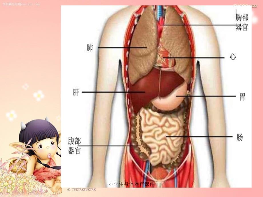 小学生身体器官课件_第3页