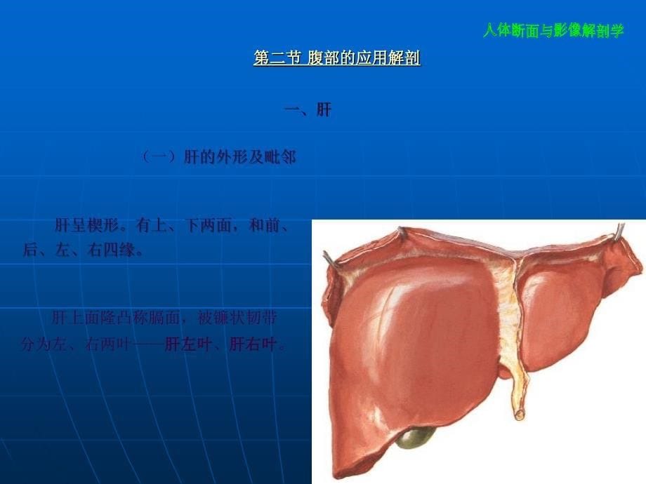 腹部断层影像解剖学ppt课件_第5页