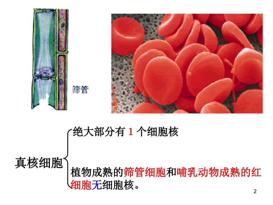 生物：2.3《细胞核-系统的控制中心》课件(新人教版必修1)_第2页