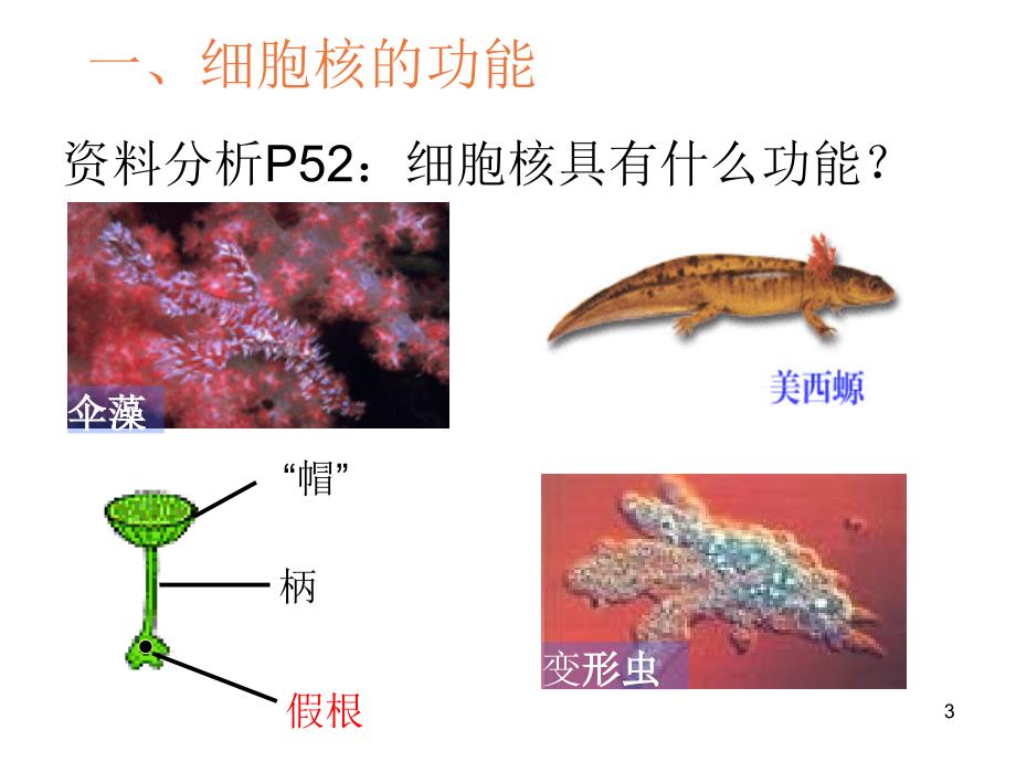 生物：2.3《细胞核-系统的控制中心》课件(新人教版必修1)_第3页