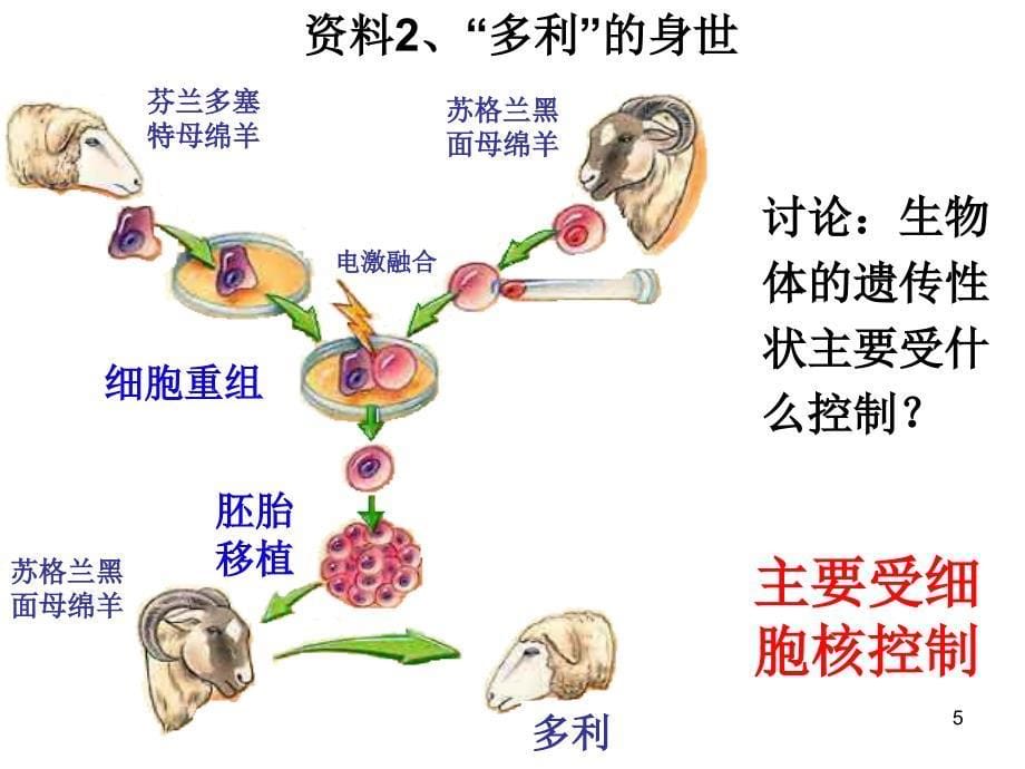 生物：2.3《细胞核-系统的控制中心》课件(新人教版必修1)_第5页