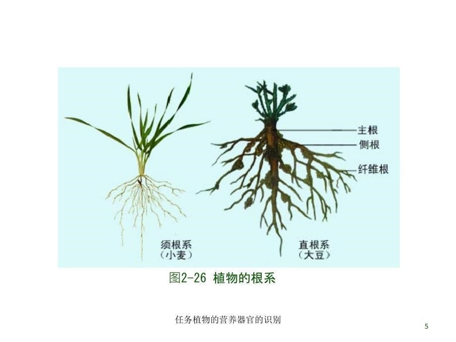 任务植物的营养器官的识别课件_第5页