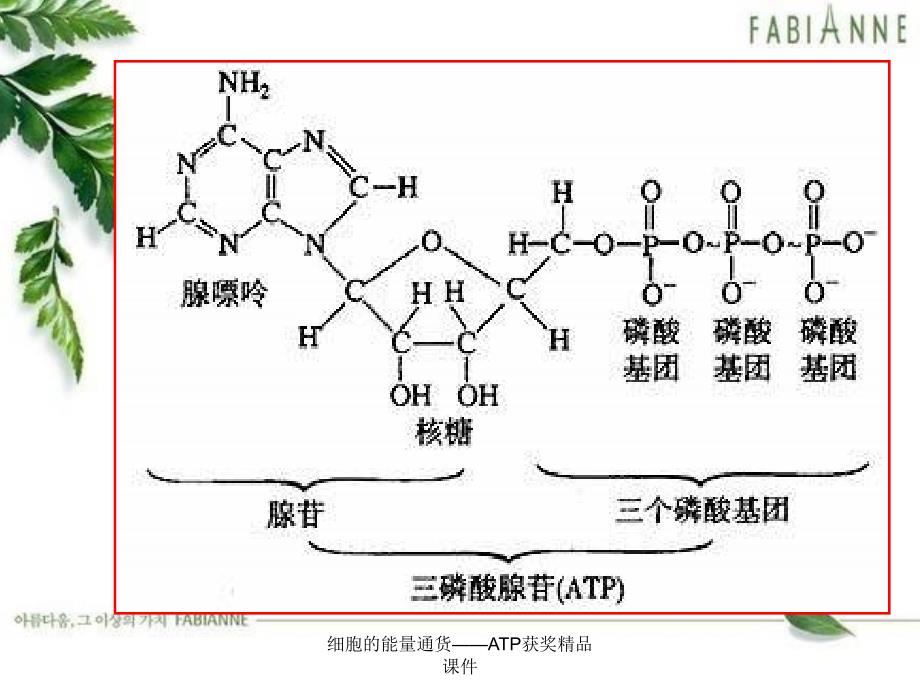 细胞的能量通货——ATP获奖精品课件_第4页