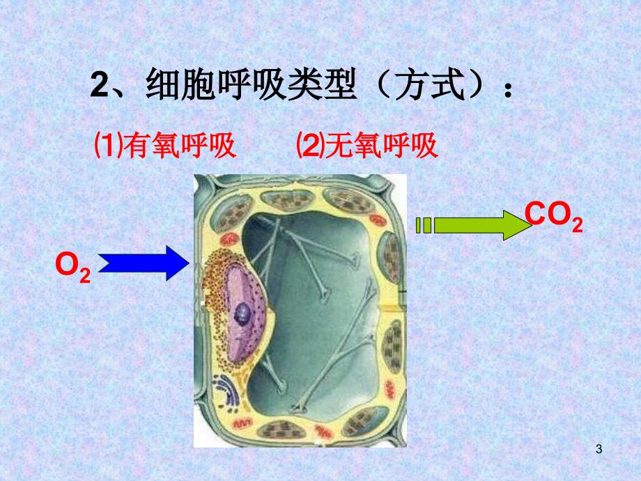 53ATP的主要来源细胞呼吸2_第3页