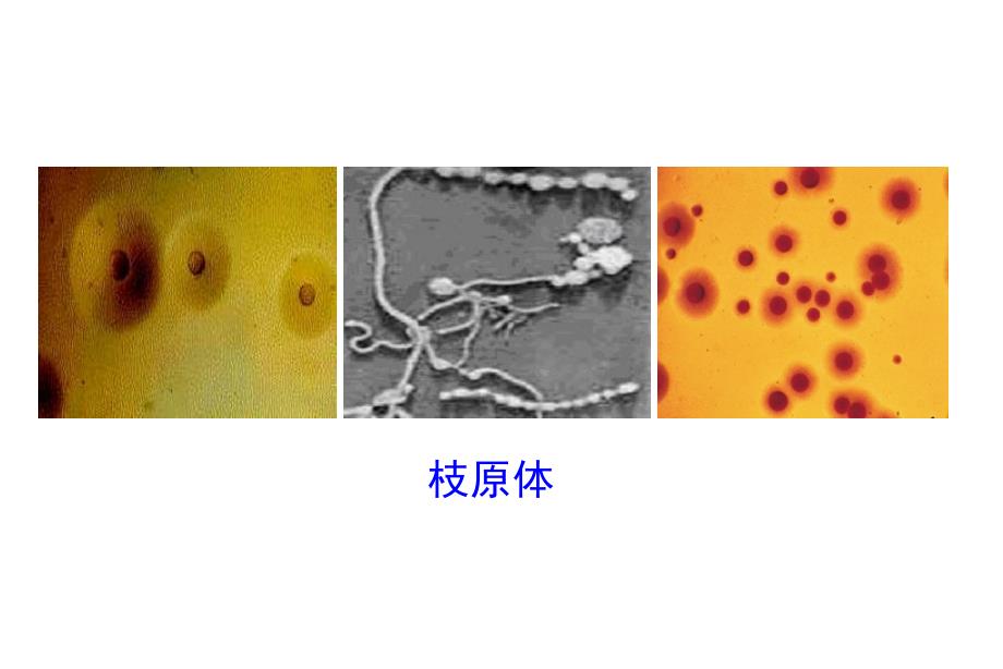 1.6微生物学教学课件_第4页