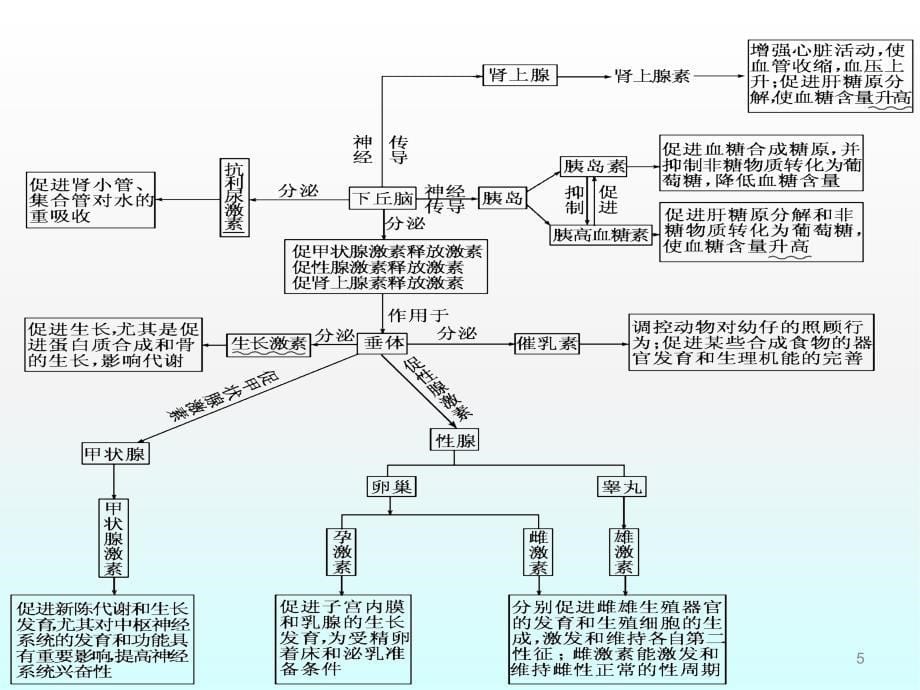 激素调节及其与神经调节的关系ppt课件_第5页