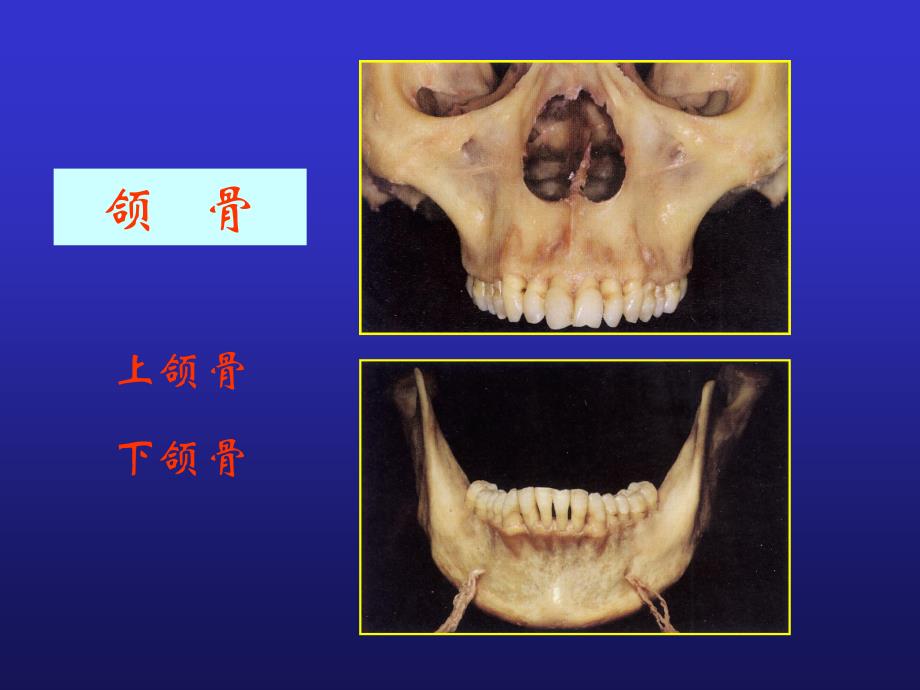 种植义齿的应用解剖_第3页