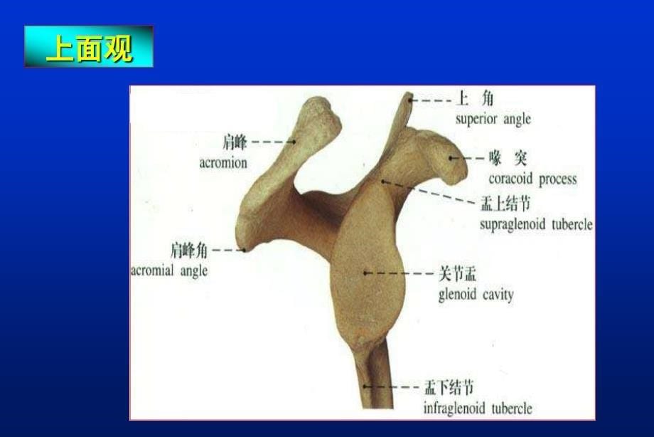 肩胛骨骨折1ppt件_第5页