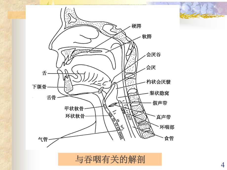 吞咽障碍的评定与康复护理ppt课件_第4页