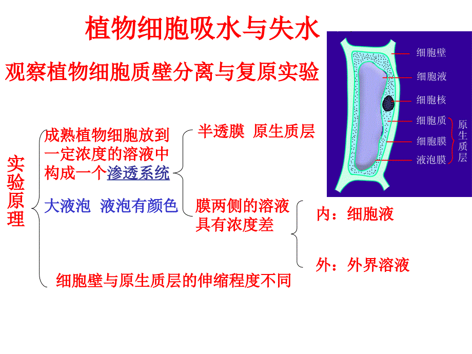 《质壁分离实验》PPT课件_第4页