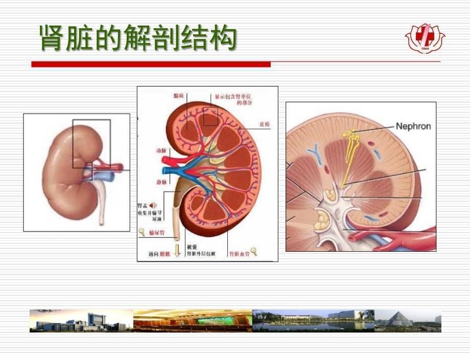 最新病理生理肾功能衰竭PPT文档_第5页