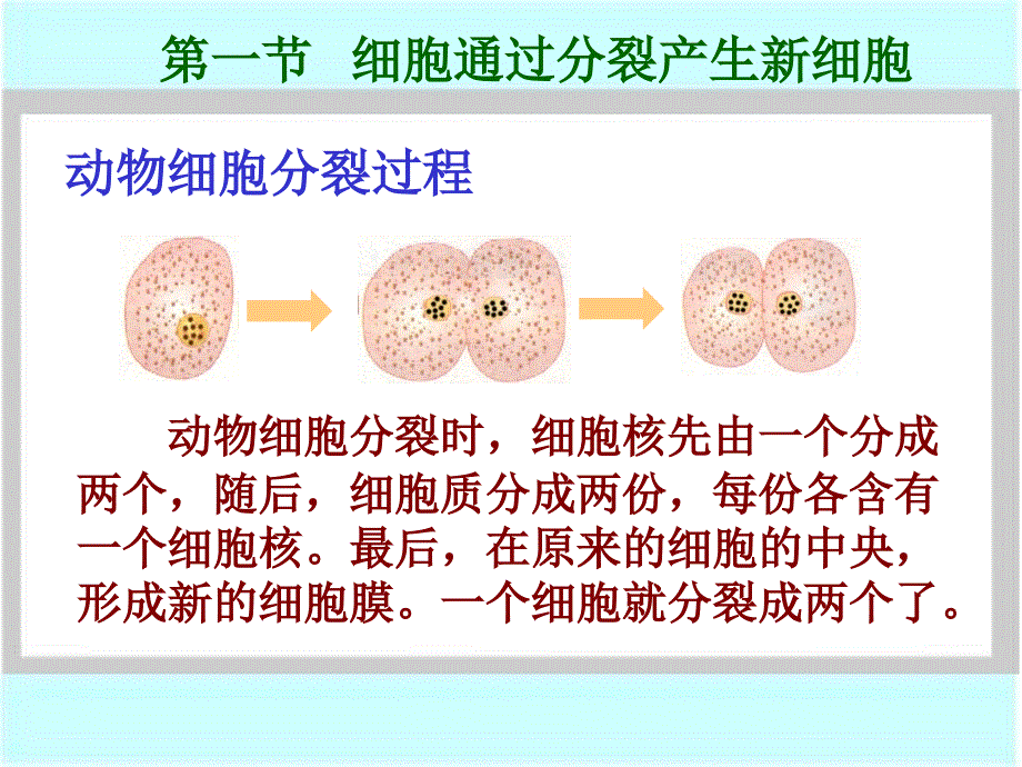 第一节细胞通过分裂产生新细胞ppt课件_第4页