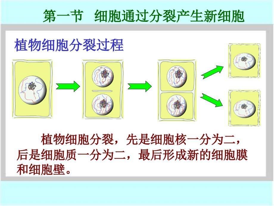 第一节细胞通过分裂产生新细胞ppt课件_第5页