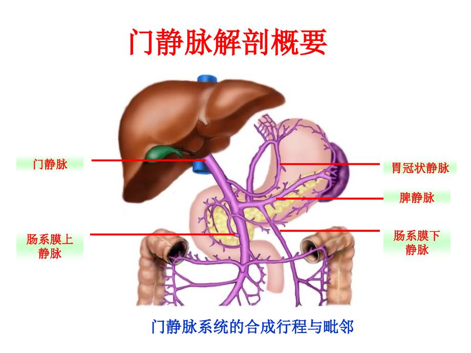 医学教学课件：门静脉高压症_第3页