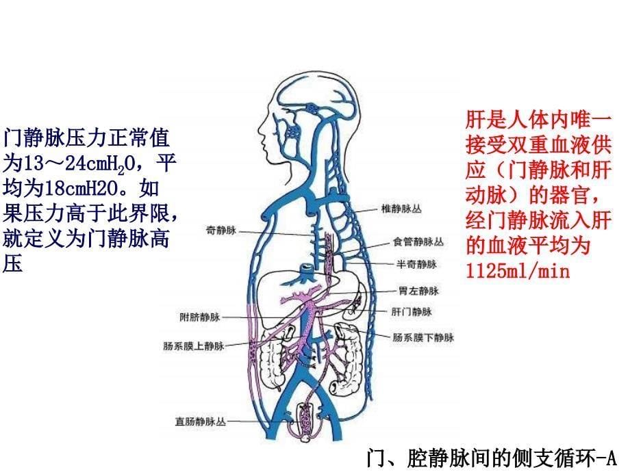 医学教学课件：门静脉高压症_第5页