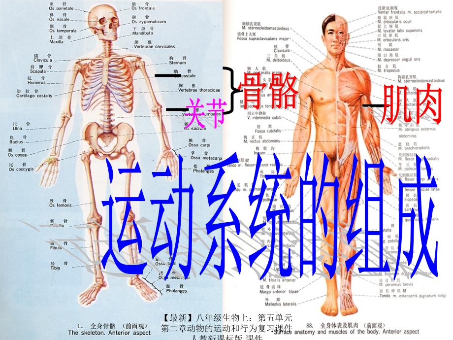 最新八年级生物上第五单元第二章动物的运动和行为复习课件人教新课标版课件_第4页