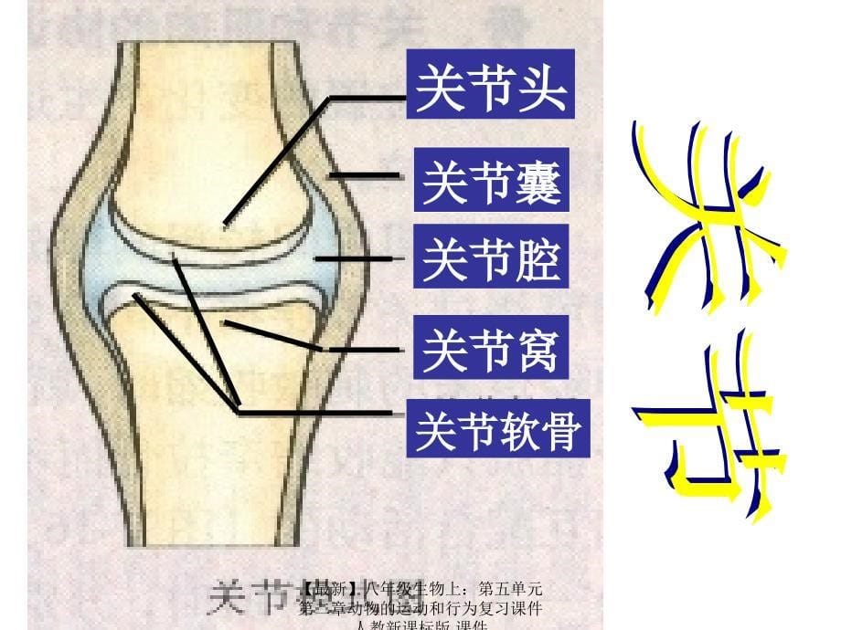 最新八年级生物上第五单元第二章动物的运动和行为复习课件人教新课标版课件_第5页