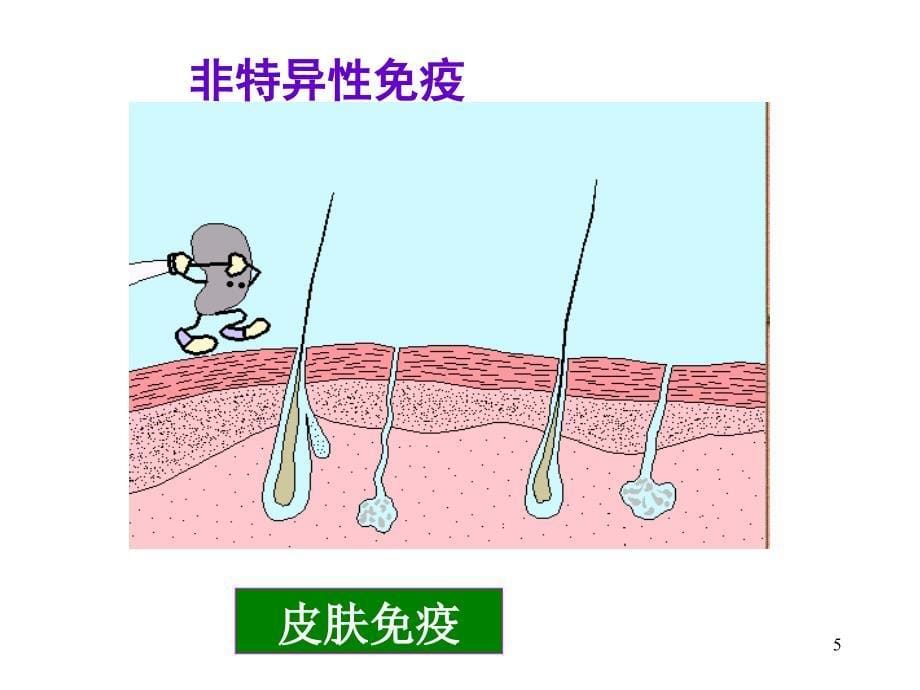 王步标版运动生理学 第九章运动与免疫（优质医学）_第5页