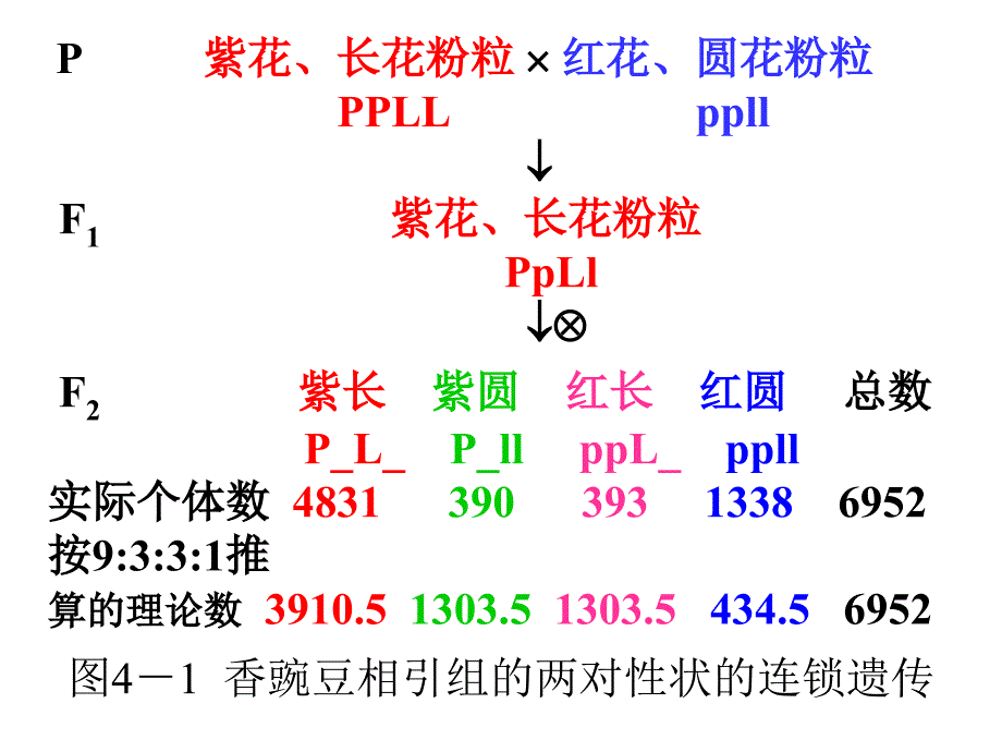 遗传学幻灯4-连锁和性连锁课件_第3页