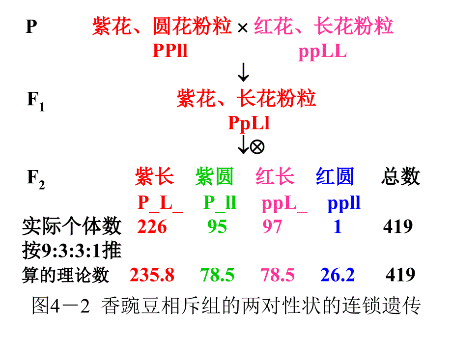 遗传学幻灯4-连锁和性连锁课件_第4页