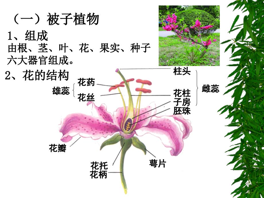 1112地面上的植物_第4页