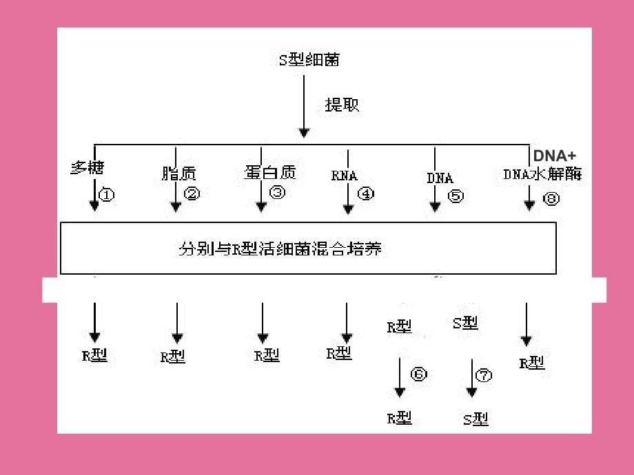 专题四遗传变异与进化ppt课件_第5页