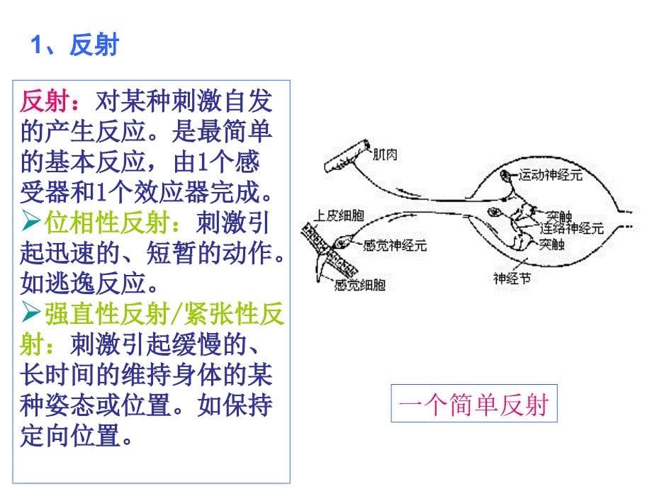 昆虫的基本行为模式_第5页