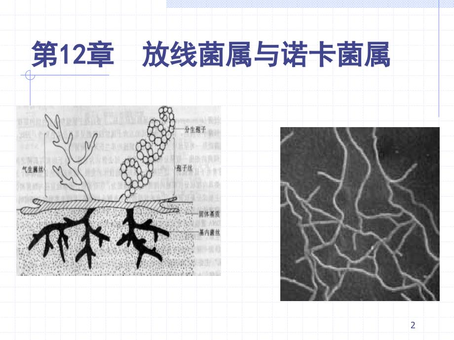 放线菌与诺卡菌 ppt课件_第1页