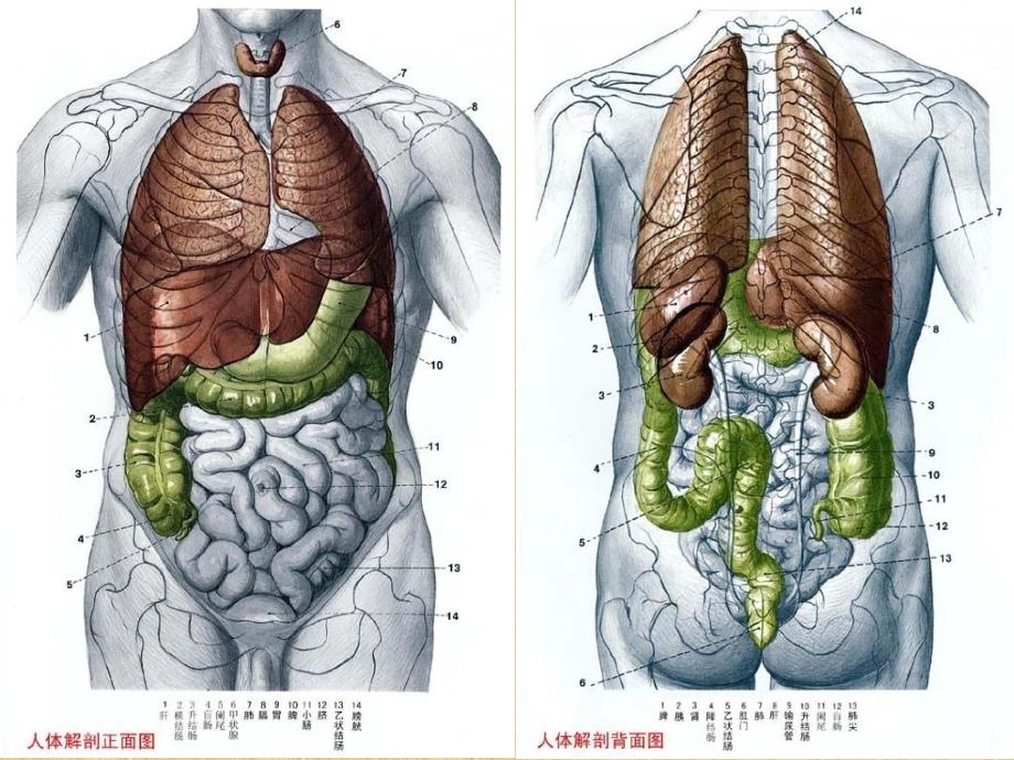 运动系统课件_第2页